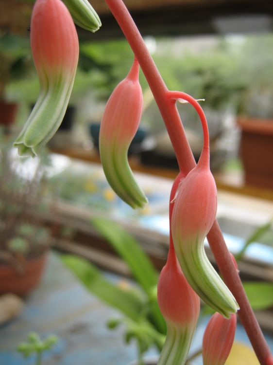 Gasteria carinata2