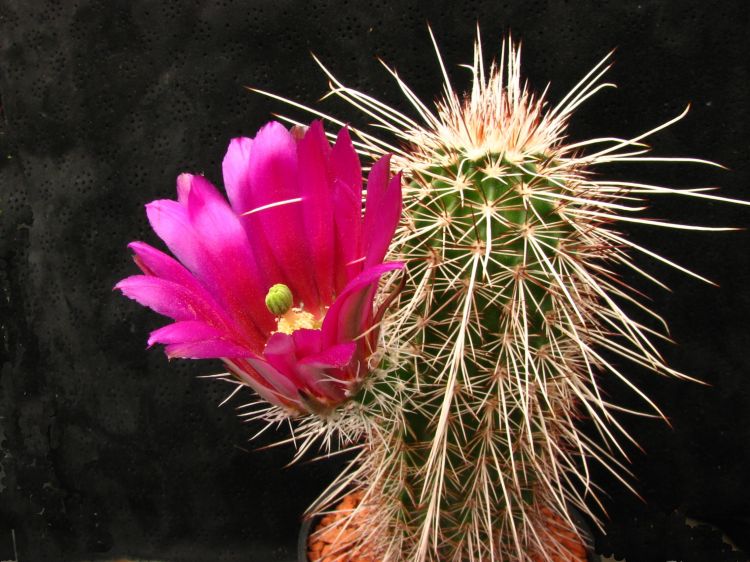 Echinocereus apachensis