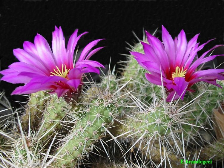 Echinocereus brandegeei