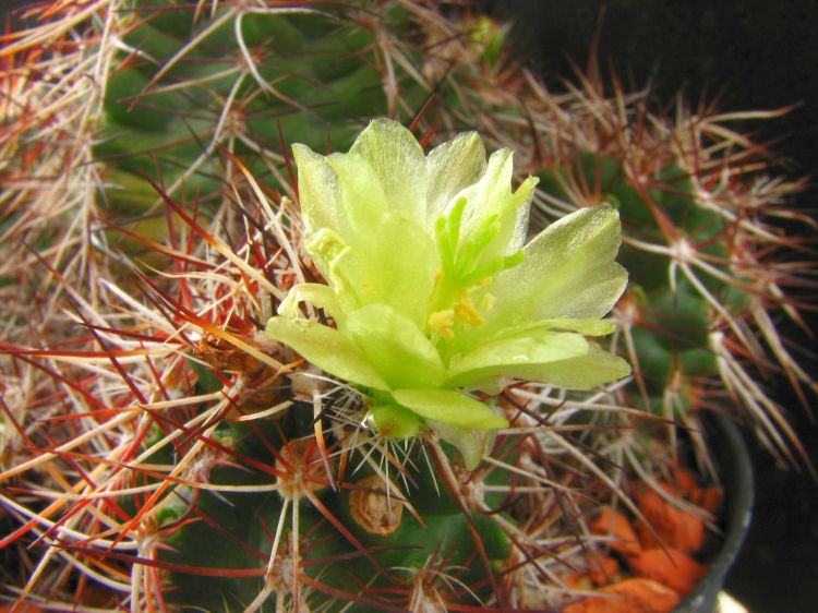 Echinocereus davisii