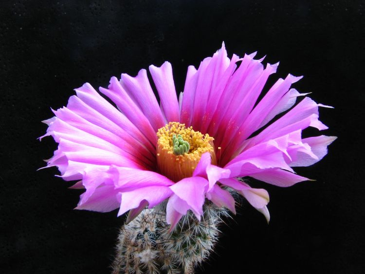 Echinocereus fitchii subsp. fitchii