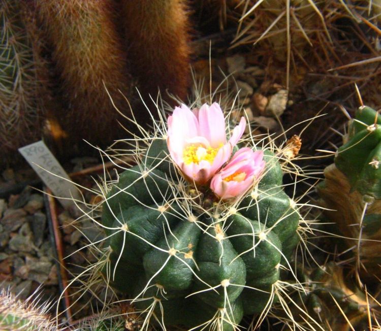 Echinocereus knippelianus subsp. kruegeri