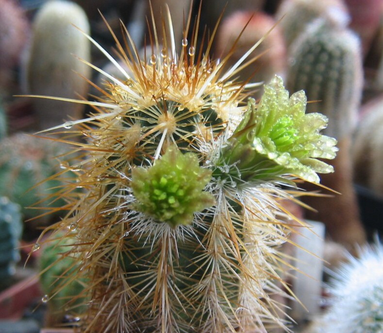 Echinocereus neocapillus