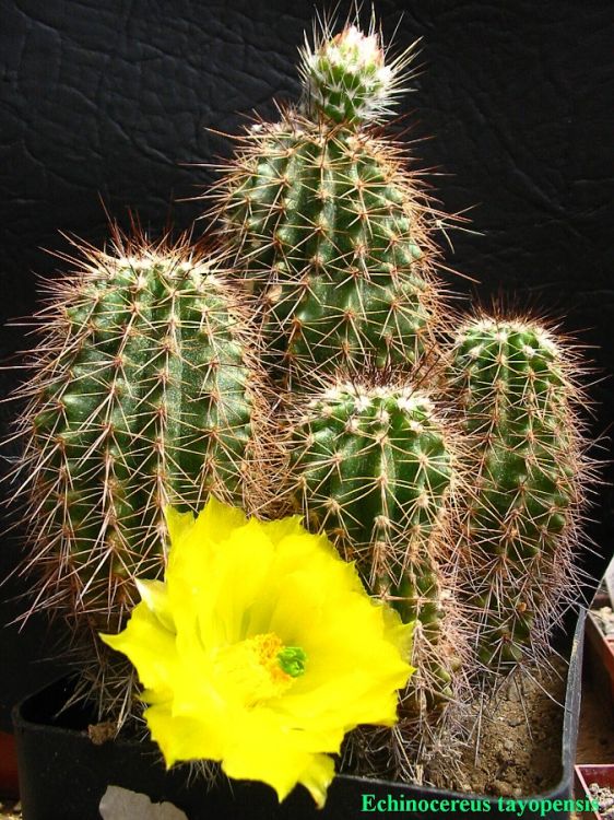 Echinocereus stoloniferus subsp. tayopensis