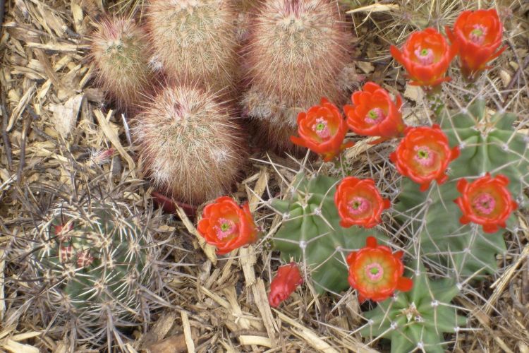 Echinocereus triglochidiatus