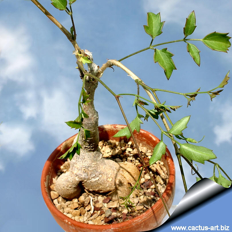 Cyphostemma elephantopus