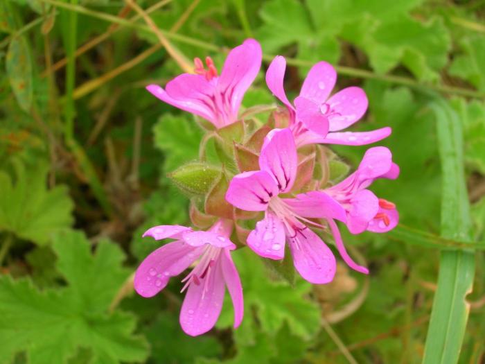 Pelargonium capitatum