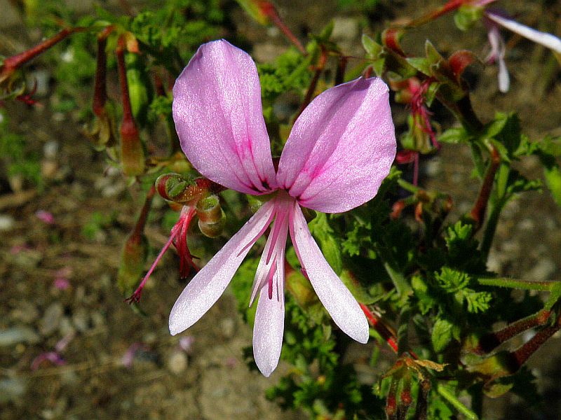 Pelargonium crispum-muškát stojatý