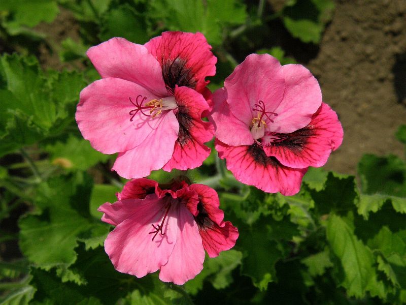 Pelargonium grandiflorum