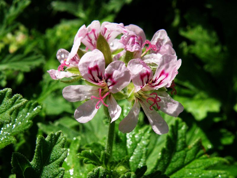 Pelargonium graveolens