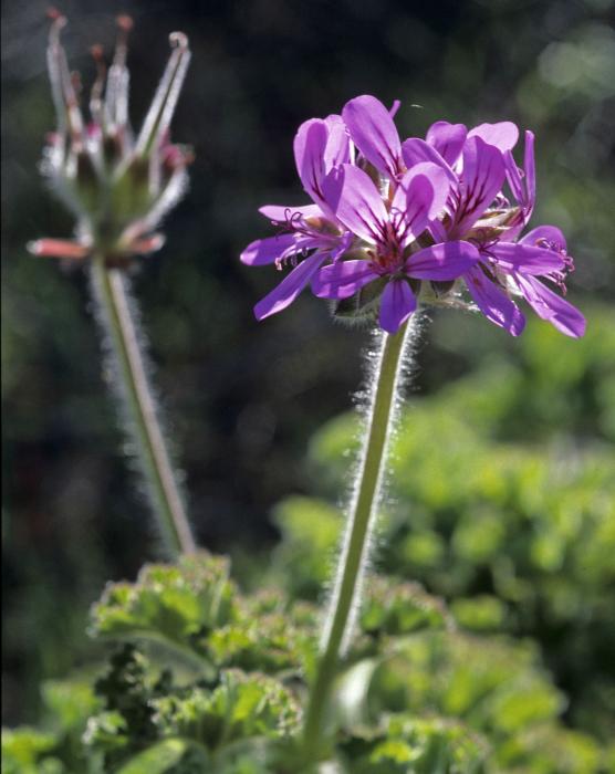 Pelargonium littorale