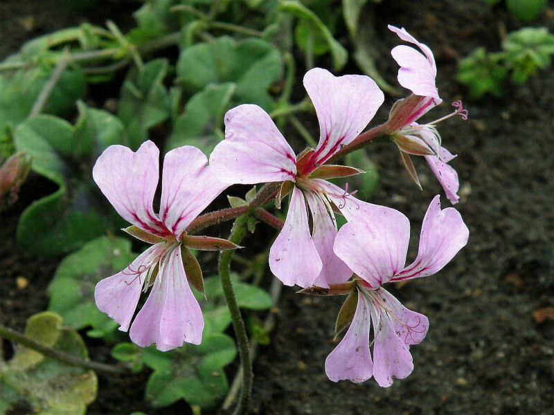 Pelargonium peltatum