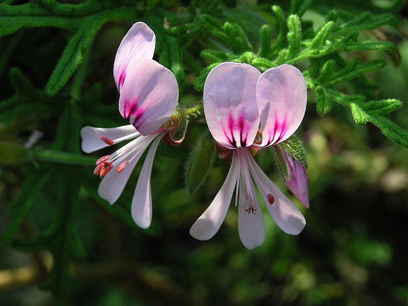 Pelargonium radens-pelargonie růžová