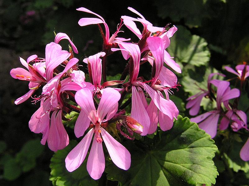 Pelargonium zonale-pelargonie páskatá