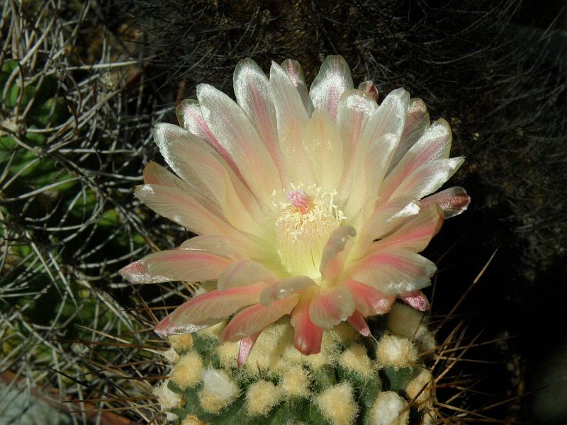 Eriosyce heinrichiana