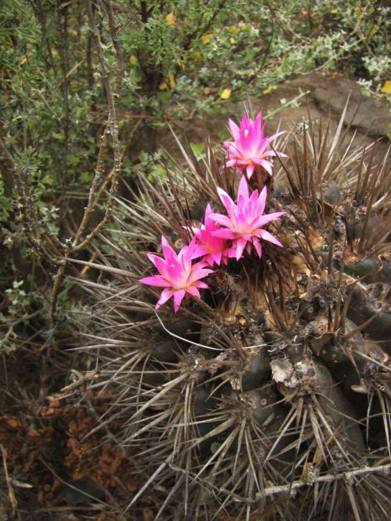 Eriosyce subgibbosa