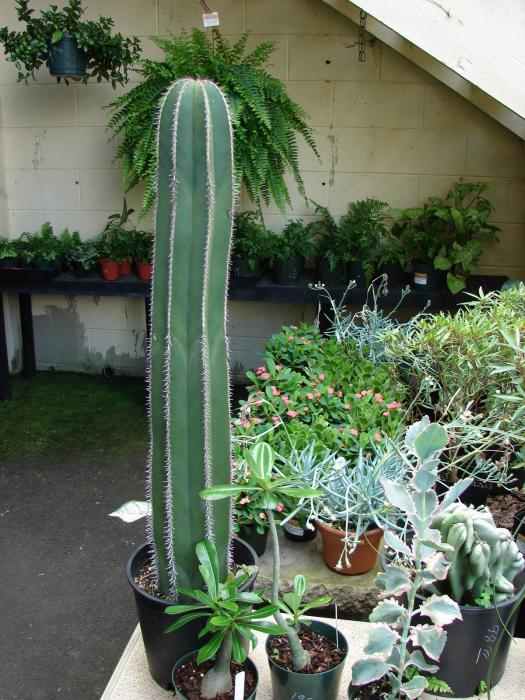 Pachycereus marginatus