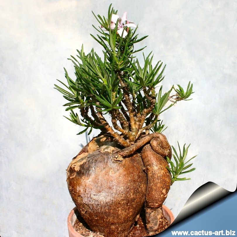 pachypodium succulentum