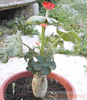 jatropha podagrica