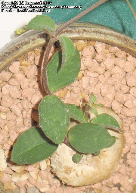 ceropegia rendalii
