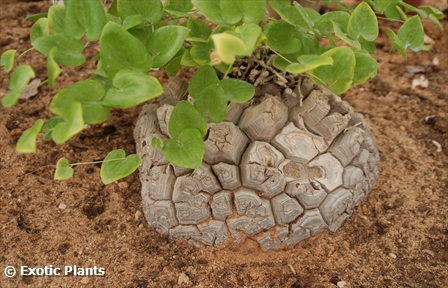 testudinaria elephantipes