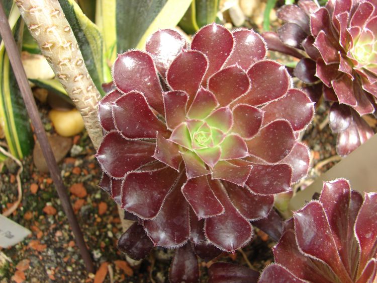 Aeonium arboreum