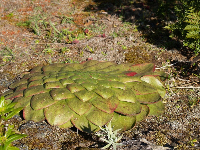 Aeonium glandulosum