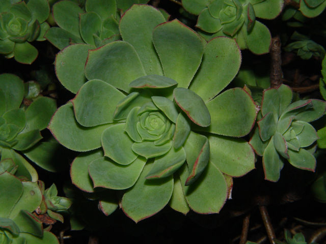 Aeonium haworthii