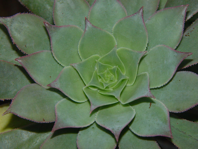 Aeonium percarneum