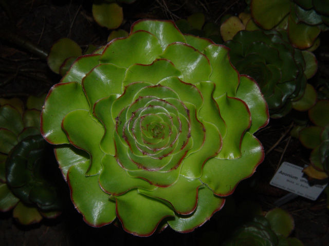 Aeonium undulatum