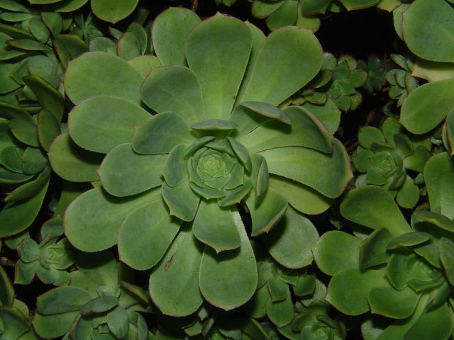 Aeonium simsii