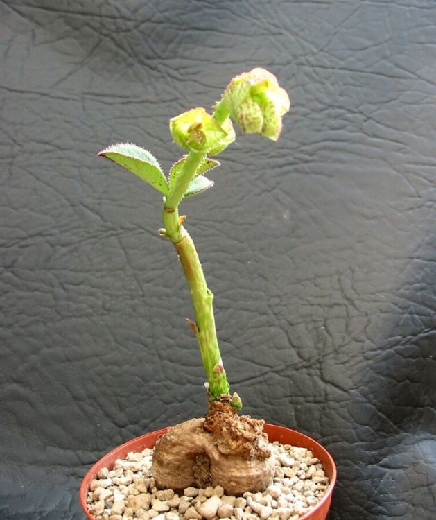 Monadenium echinulatum