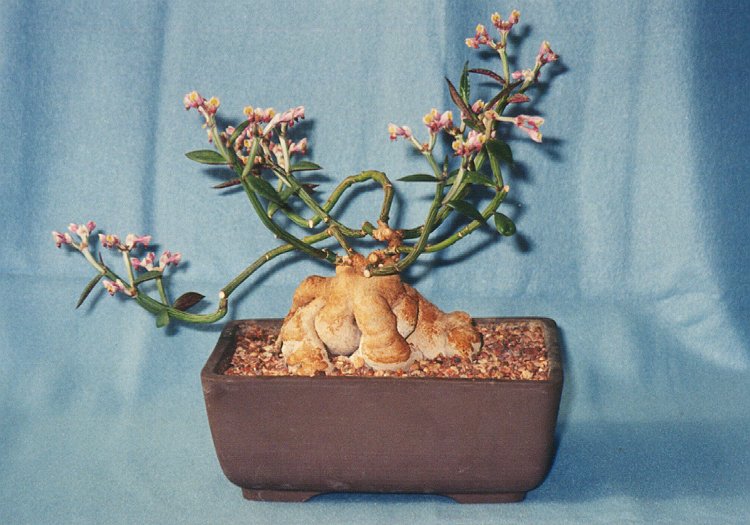monadenium montanum