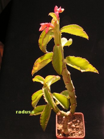 monadenium coccineum