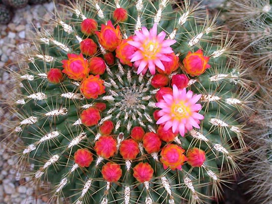 Oroya peruviana