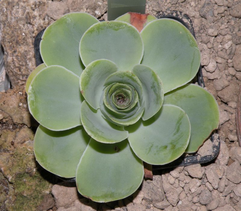 Greenovia aurea
