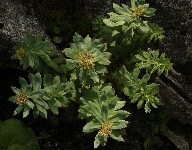 Rhodiola rosea-rozchodnice růžová