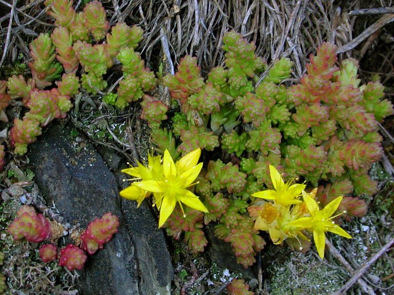 Sedum acre-rozchodník ostrý