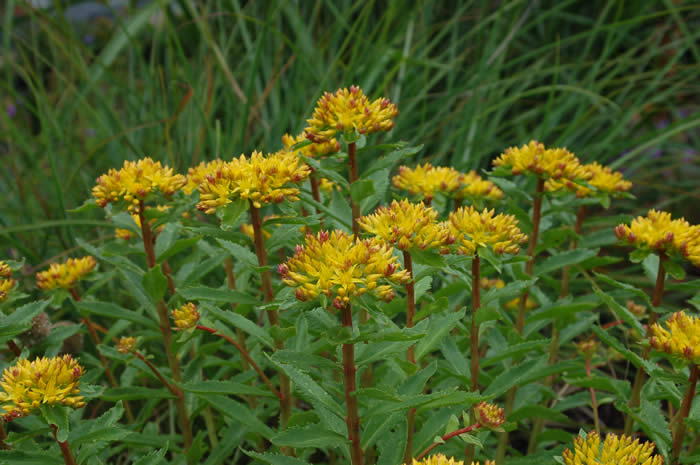 Sedum aizoon-rozchodník vždyživý