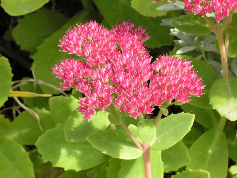 Sedum spectabile -rozchodník nádherný