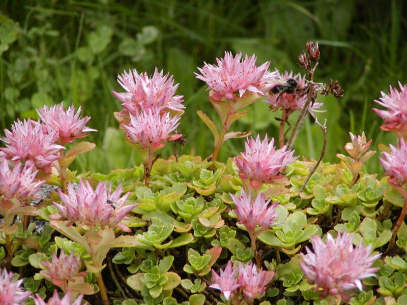 Sedum spurium