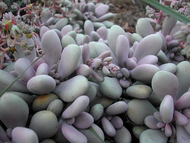 Graptopetalum amethystinum