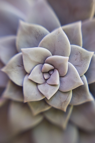 Graptopetalum superbum