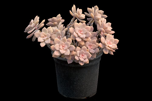 Graptopetalum petandrum