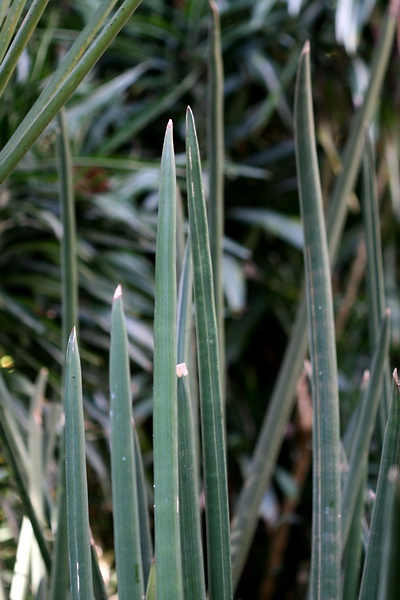 Sansevieria stuckyi