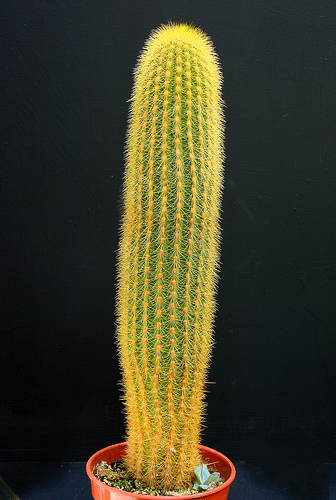 weberbaerocereus winterianus