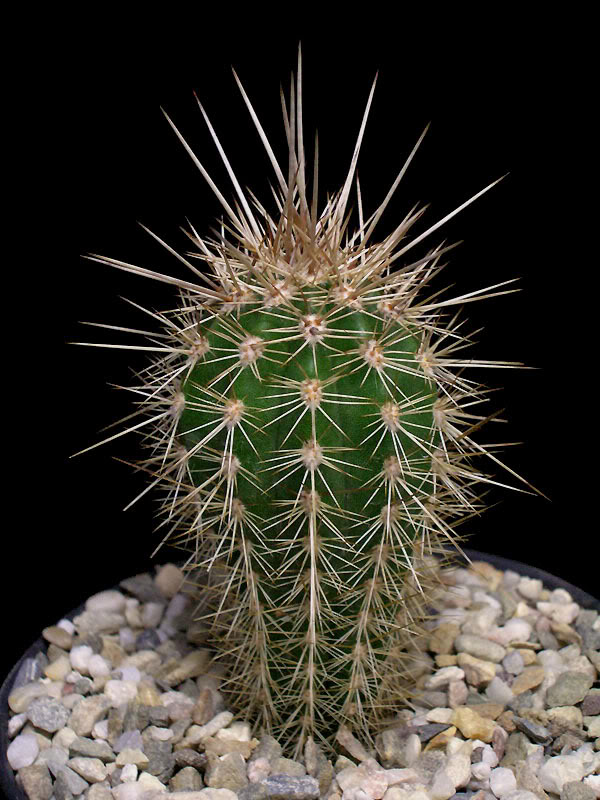 Pachycereus pringlei