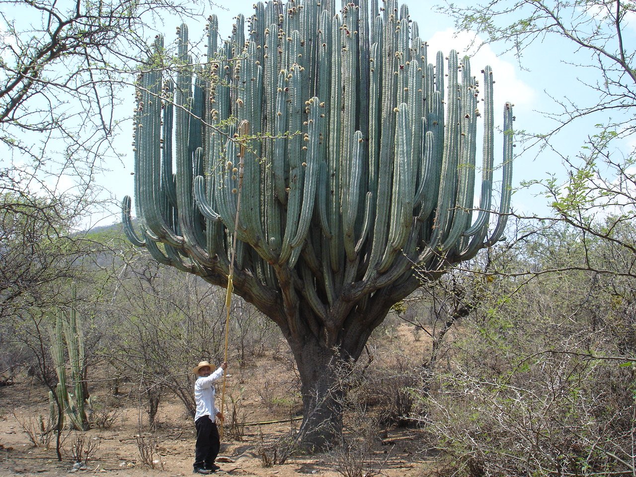 pachycereus weberi