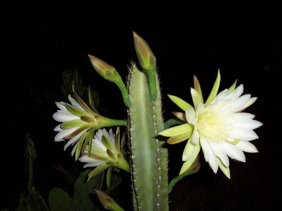 cereus hildmannianius