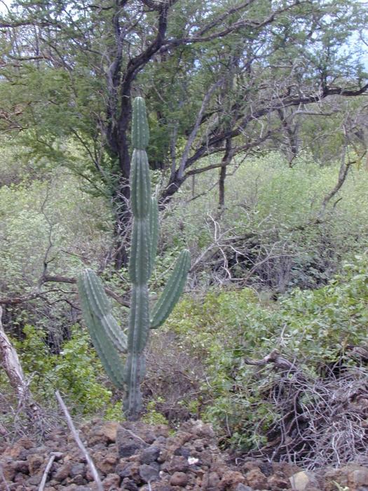 Cereus uruguayanus